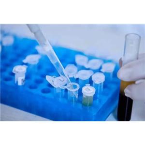 MEK1 Antibody 生产供应商艾普蒂生物