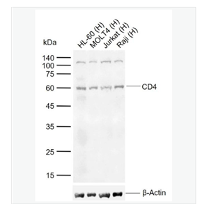 Anti-CD4 antibody-CD4抗体
