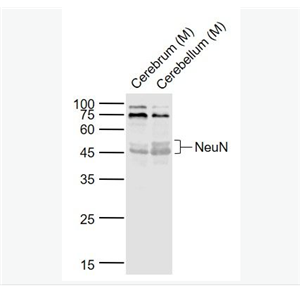 Anti-NeuN antibody-神经元核抗原抗体