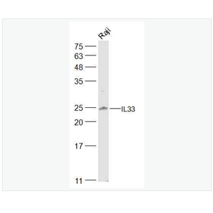 Anti-IL33 antibody -白介素33抗体