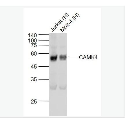 搜狗截图23年04月27日1024_237.png 搜狗截图23年04月27日1024_237.png