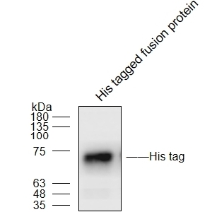 Anti-His Tag(HRP) Monoclonal antibody