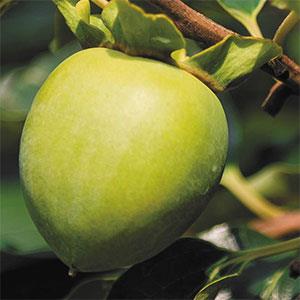 柿子提取物100%天然柿子来源