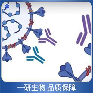 胞环蛋白肌动蛋白结合蛋白抗体