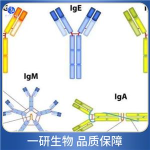 水解酶结构域蛋白14B抗体