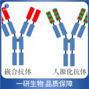 原癌基因Bcl-6抗体