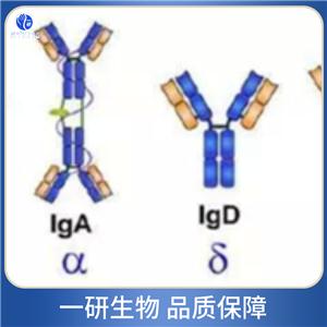 B细胞活化因子受体抗体