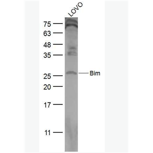 Anti-Bim antibody -细胞死亡调解子抗体
