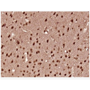 Anti-IL-16 antibody-白介素16抗体