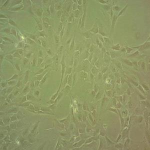 12Z人子宫内膜异位症细胞 883715-18-2