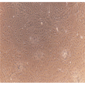 SV-HUC-1细胞
