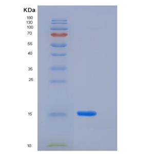 Recombinant Human LAIR2 / CD306 Protein