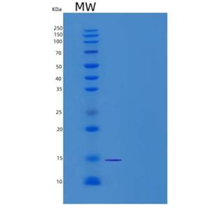 Recombinant Rat Galectin-1 / LGALS1 Protein