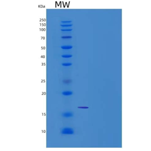 Recombinant Mouse CD302 / CLEC13A Protein (His tag)