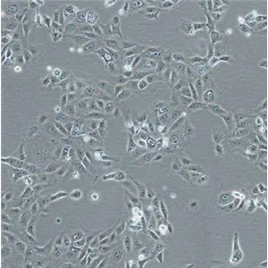 BSC-1猴肾细胞系