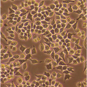 双标记的小鼠单核巨噬细胞白血病细胞