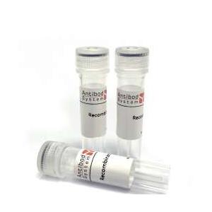InVivoMAb Anti-SARS-CoV-2 RBD (JN.1) Neutralizing Antibody (Iv0221) (VVV00311)