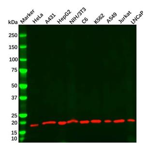 aladdin 阿拉丁 Ab179937 Cofilin Mouse mAb mAb (CD06/4G7); Mouse anti human cofilin Antibody; WB, ELISA; Unconjugated