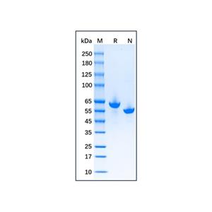 aladdin 阿拉丁 np175940 Native Goat Serum Albumin Protein ≥95% (HPLC&SDS-PAGE)