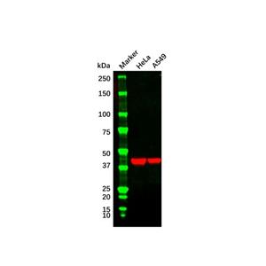 aladdin 阿拉丁 Ab156255 Goat Anti-Mouse IgG H&L (HRP) Secondary Antibody; Goat Anti-Mouse IgG H&L (HRP); WB, ELISA, IHC