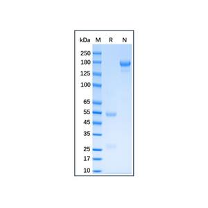 aladdin 阿拉丁 Ab175966 Cat IgG ≥ 95%; Isotype Control Antibody; Cat IgG; Unconjugated