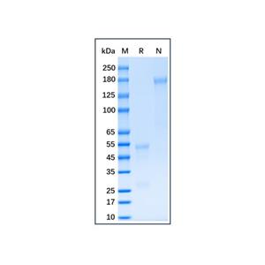 aladdin 阿拉丁 Ab175970 Alpaca IgG ≥ 85%; Isotype Control Antibody; Alpaca IgG; Unconjugated