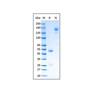 aladdin 阿拉丁 Ab175978 Guinea Pig IgG ≥ 95%; Isotype Control Antibody; Guinea Pig IgG; Unconjugated