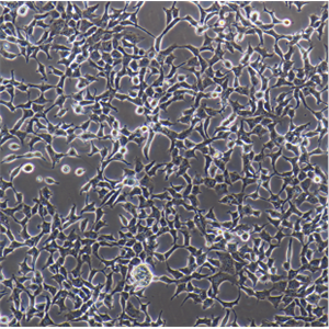 小鼠肾足细胞MPC5