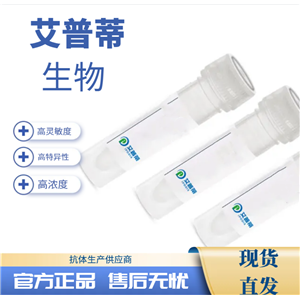 ZEB2蛋白抗体；ZEB2 antibody 艾普蒂生物        
