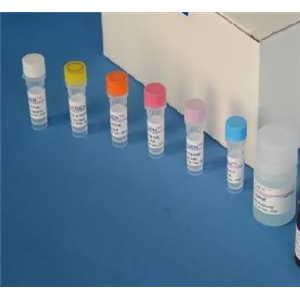 人腺病毒D42型探针法荧光定量PCR试剂盒Human Adenovirus D42（HAdV-D42）