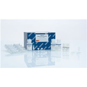 DNeasy血液和组织试剂盒（250）