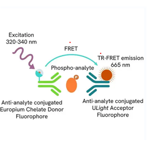 LANCE ULTRA cAMP检测试剂盒（10,000检测点）