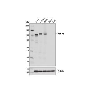 NLRP3（D4D8T）兔单克隆抗体