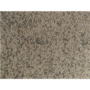 CiRA00005 Cells人细胞|仅提供STR图谱