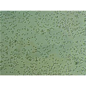 CCD-967Sk Cells人细胞|仅提供STR图谱