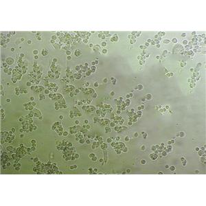 ATRFLOX Cells人细胞|仅提供STR图谱