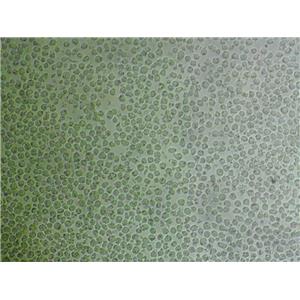 ATCC-DYS0100 Cells人细胞|仅提供STR图谱