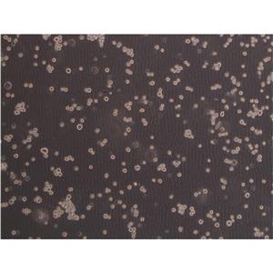 211-LCL-MUC1 Cells人细胞|仅提供STR图谱