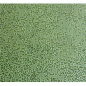 201T Cells人细胞|仅提供STR图谱