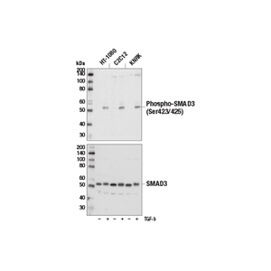 磷酸化SMAD3 (Ser423/425) (C25A9) 兔单克隆抗体