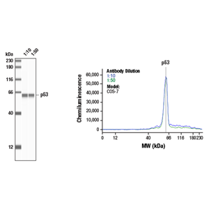 p53 (7F5) 兔单克隆抗体