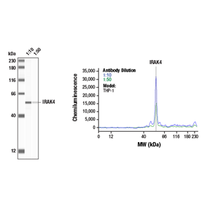 IRAK4抗体