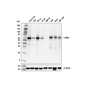 c-Myc (E5Q6W) 兔单克隆抗体