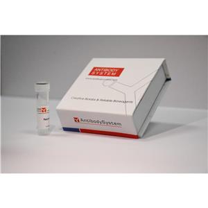 抗MOUSE APOE 抗体 (HJ6.3) 