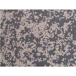 Calu-6 Cells人肺癌细胞系体外培养|STR图谱