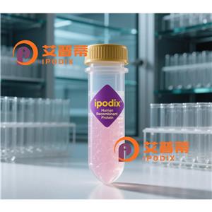 Rabbit Polyclonal CLDN8 Antibody