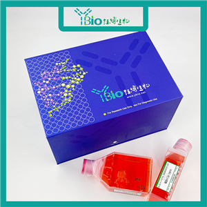 HCT-8 [HRT-18]（人回盲肠癌细胞）YB-71098HC