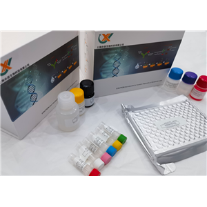 大鼠胰岛素样生长因子1 (IGF-1)酶联免疫分析(ELISA)试剂盒