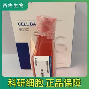 A101D人黑素瘤细胞