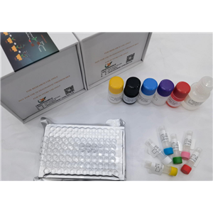 小鼠组胺 (HIS) ELISA试剂盒